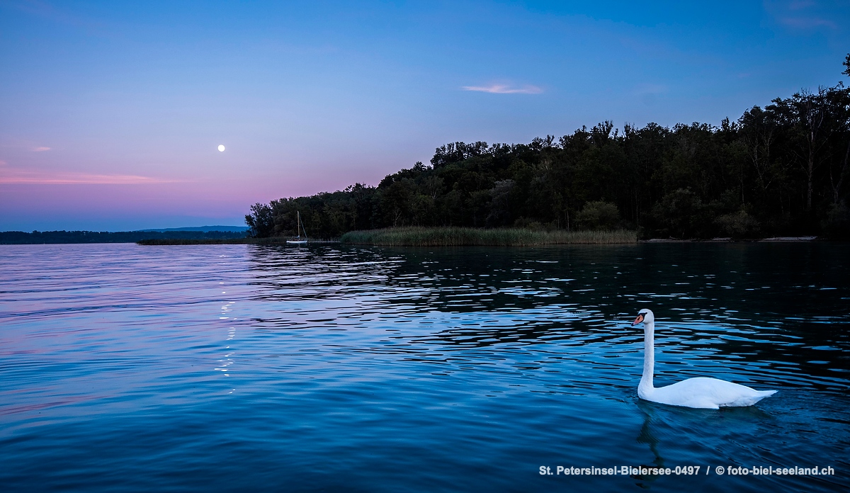Bildname:  St. Petersinsel-Bielersee-0497 Bielersee mit Schwan und PetersinselBildgroesse: 8500  x 4930 px /  72.0 x 41.7 cm (300dpi)Stichwoerter: ...